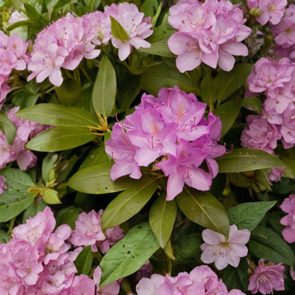 Rosebay Rhododendron – Rhododendron maximum Seeds | 5400 Seeds | Bulk Wholesale Native Evergreen Shrub