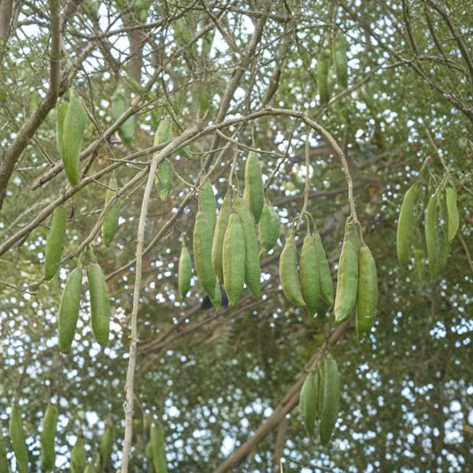 Kapok Tree (Silk Cotton Tree) – Ceiba pentandra Seeds | 960 Fast Growing Tropical Tree Seeds | Zones 9–11