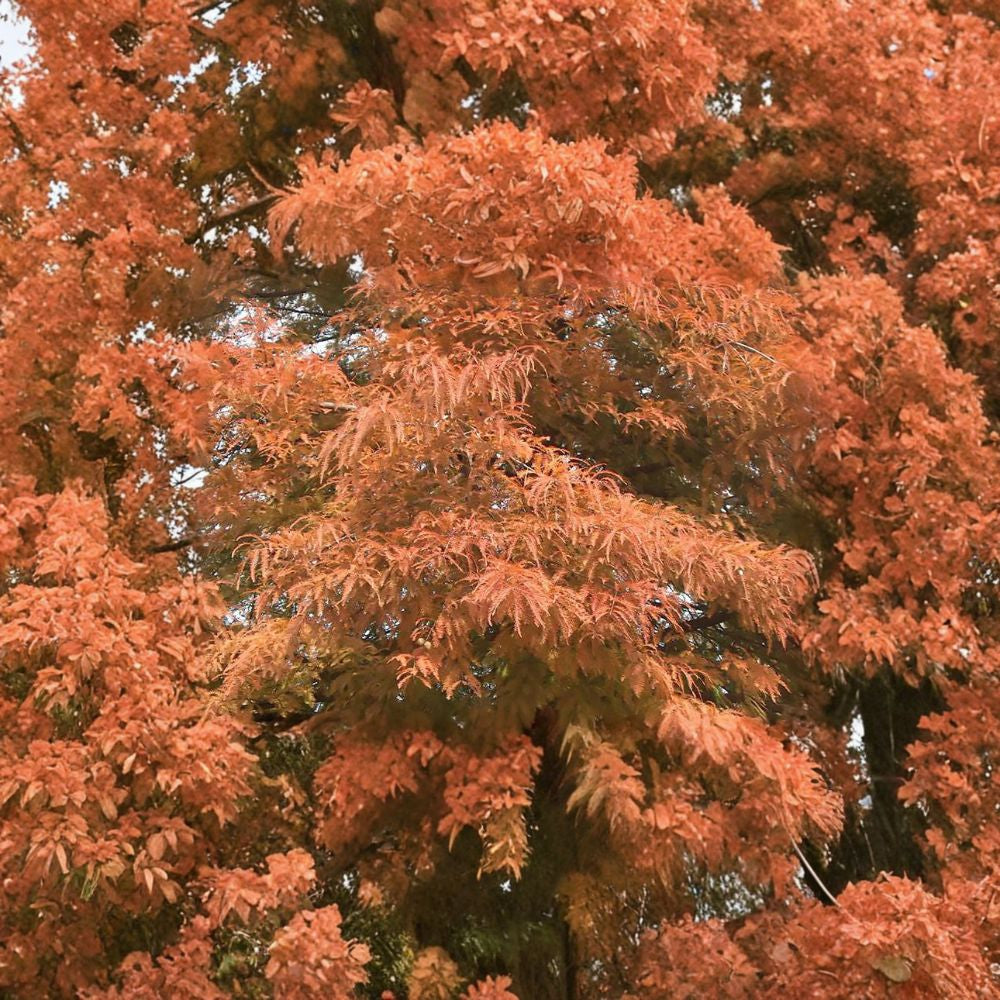Bald Cypress – Taxodium distichum Tree Seeds | 240 Seeds | Hardy Deciduous Conifer | Fast Growing Shade Tree | Wet Soil Tolerant | Zone 4–8