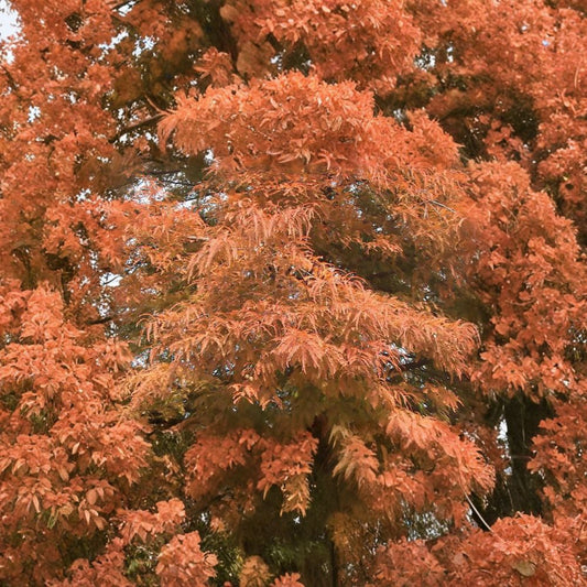 Bald Cypress – Taxodium distichum Tree Seeds | 240 Seeds | Hardy Deciduous Conifer | Fast Growing Shade Tree | Wet Soil Tolerant | Zone 4–8