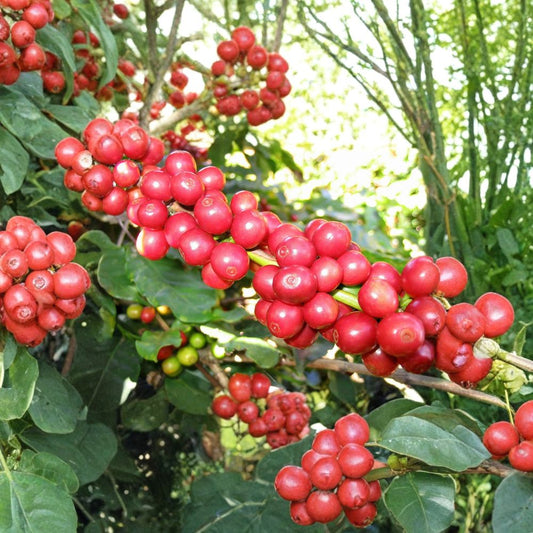 Arabian Coffee Plant – Coffea arabica Seeds | 5 Seeds | Fragrant Evergreen Shrub | Grow Your Own Coffee | Tropical Container Plant