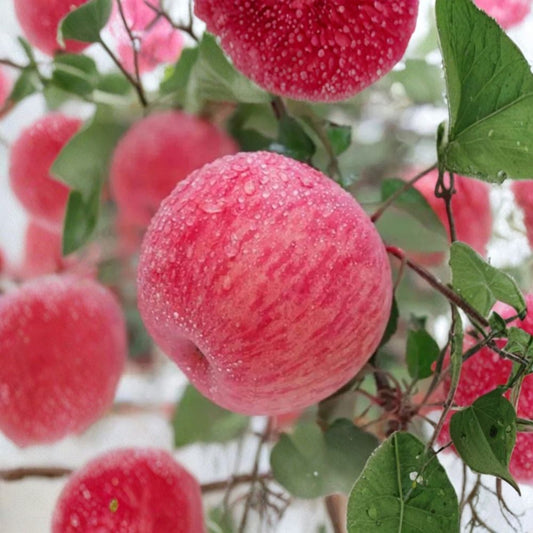 Japanese Rainbow Fuji Apple Tree – Malus domestica | 32 Inches Tall Bare Root | Striped Fuji Apple Variety | Premium Fruit Tree