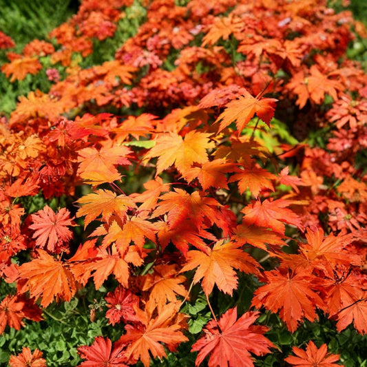 Full Moon Maple (Acer japonicum) – 10 Seeds | Hardy Japanese Maple | Brilliant Fall Color | Zones 5–8