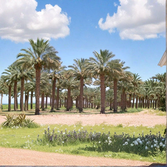 True Date Palm – Phoenix dactylifera Seeds | 60 Edible Date Palm Tree Seeds | Tropical Evergreen Palm | Heat & Drought Tolerant