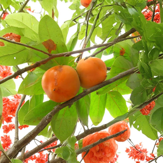 Japanese Persimmon – Diospyros kaki Tree Seeds | 5 Seeds | Edible Fruit Tree | Fall Color | Fragrant Flowers | Zone 7–10