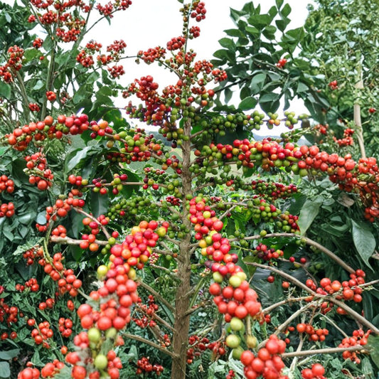 Arabian Coffee Plant – Coffea arabica Seeds | 15 Seeds | Fragrant Evergreen Coffee Tree | Edible Beans | Tropical Houseplant
