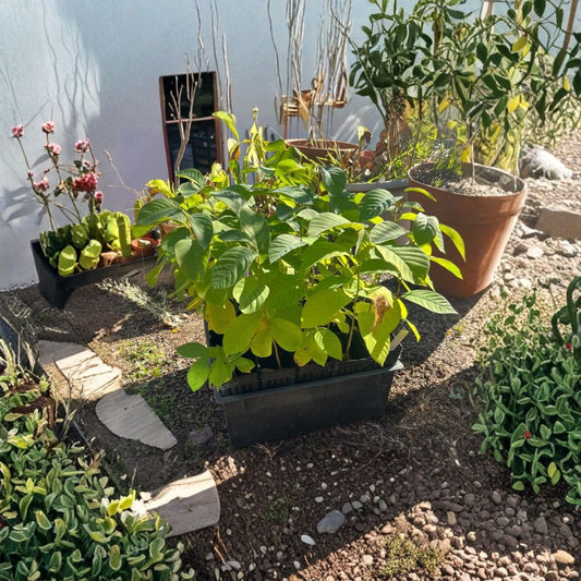 Honeyhart Cherimoya Tree – Annona cherimola Live Plant | 10–14 Inches Tall | Tropical Custard Apple Tree | Rare Fruit Tree