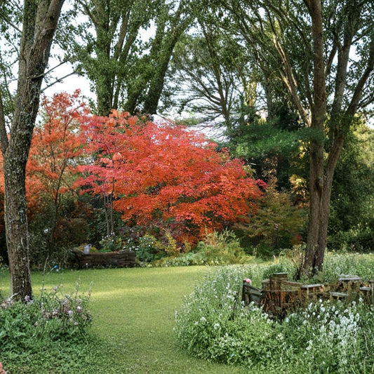 Full Moon Maple (Acer japonicum) – 30 Seeds | Hardy Japanese Maple | Brilliant Fall Color | Zones 5–8