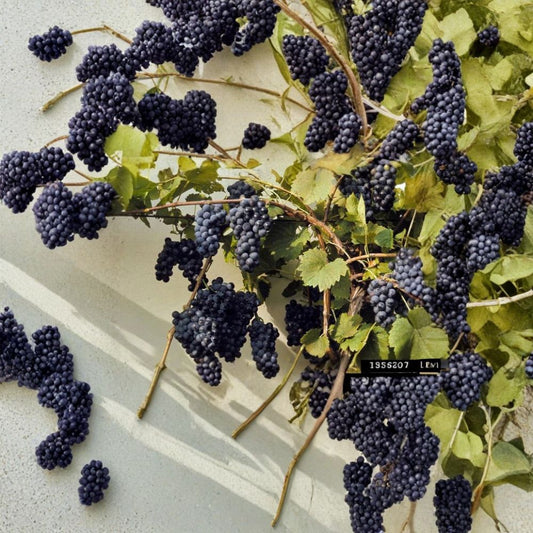 Riverbank Grape – Vitis riparia Vine Seeds | 20 Seeds | Hardy Native Grape | Cold Tolerant Climbing Vine | Edible Fruit | Zone 3–9
