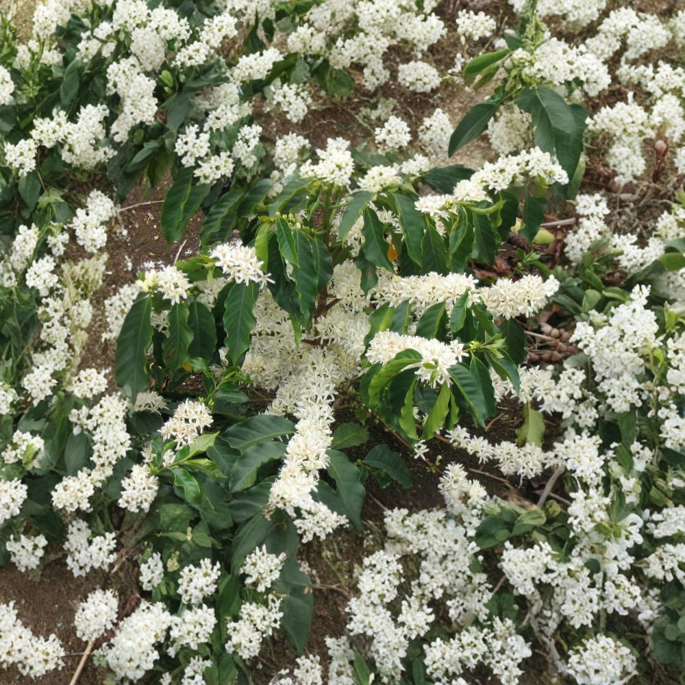 Arabian Coffee Tree – Coffea arabica Seeds | 30 Seeds | Grow Your Own Coffee Beans | Fragrant Evergreen Plant | Tropical Container Friendly