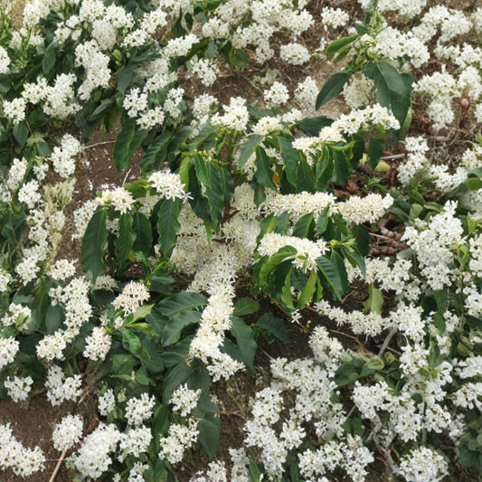 Arabian Coffee Tree – Coffea arabica Seeds | 30 Seeds | Grow Your Own Coffee Beans | Fragrant Evergreen Plant | Tropical Container Friendly