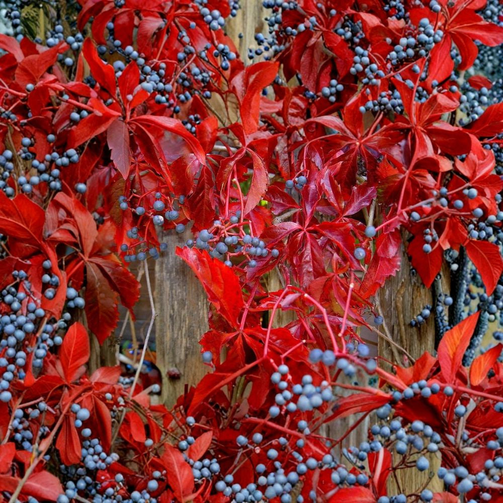 Virginia Creeper – Parthenocissus quinquefolia Seeds | 20 Hardy Climbing Vine Seeds | Brilliant Red Fall Color | Fast Growing Wildlife Vine