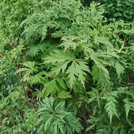 Full Moon Maple (Acer japonicum) – 60 Seeds | Hardy Japanese Maple | Brilliant Fall Color | Zones 5–8
