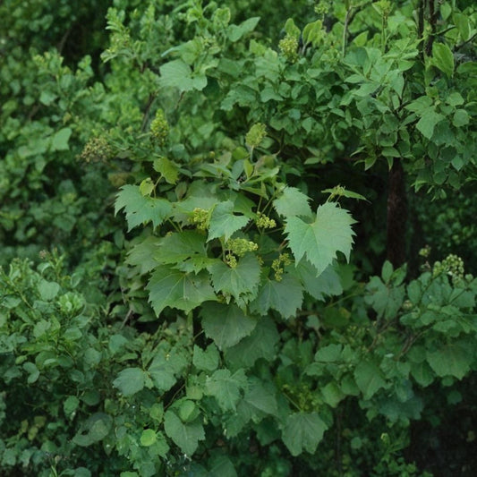 Riverbank Grape – Vitis riparia Vine Seeds | 60 Seeds | Hardy Native Grape | Cold Tolerant Climbing Vine | Edible Fruit | Zone 3–9