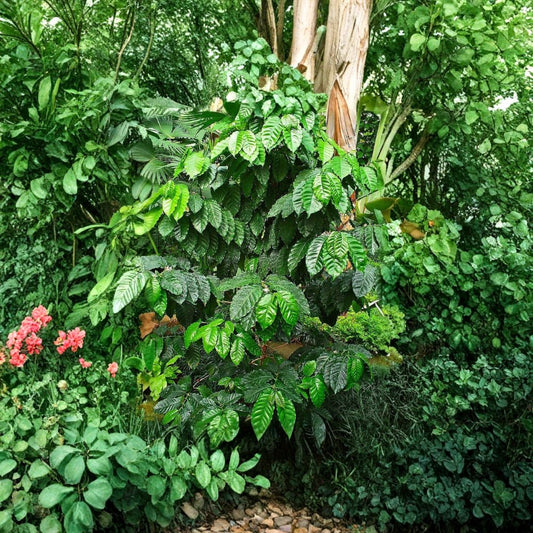 Arabian Coffee Plant – Coffea arabica Seeds | 60 Seeds | Evergreen Coffee Tree | Fragrant White Flowers | Tropical Edible Plant