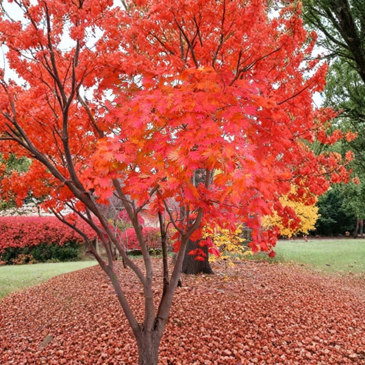 Full Moon Maple (Acer japonicum) – 120 Seeds | Hardy Japanese Maple | Brilliant Fall Color | Zones 5–8