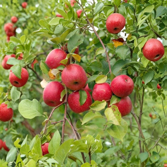 Honeycrisp Apple Tree – Malus domestica Live Bare Root Plant | 2–3 Feet Tall | Sweet Crisp Apple Tree | Backyard Orchard Starter