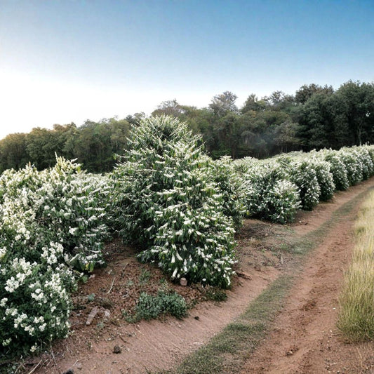Arabian Coffee Tree – Coffea arabica Seeds | 120 Seeds | Tropical Evergreen Shrub | Fragrant Blooms | Grow Your Own Coffee Beans