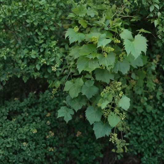 Riverbank Grape – Vitis riparia Vine Seeds | 120 Seeds | Hardy Native Cold-Tolerant Climbing Vine | Edible Fruit | Wildlife Friendly | Easy to Grow