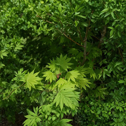 Full Moon Maple (Acer japonicum) – 240 Seeds | Hardy Japanese Maple | Brilliant Fall Color | Zones 5–8