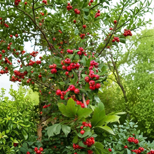 Mayhaw Fruit Trees – 2 Live Heirloom Seedlings | 1 Ft Tall Saplings | Red Mayhaw Hawthorn | Bare Root Edible Landscape Tree