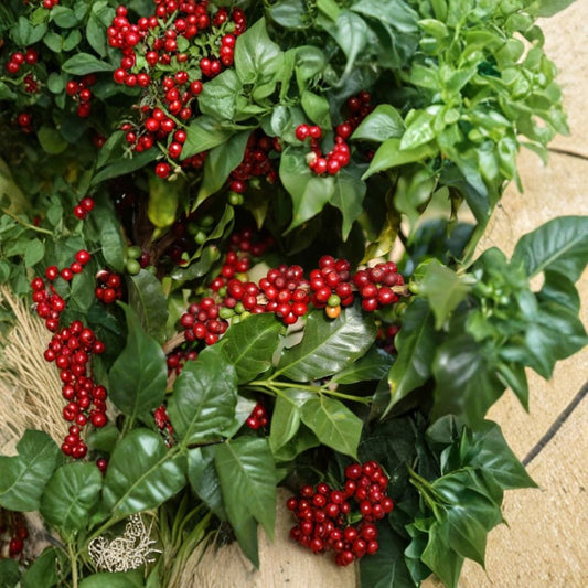 Arabian Coffee Plant – Coffea arabica Seeds | 240 Seeds | Tropical Evergreen Coffee Tree | Fragrant White Blooms | Bulk Grower Pack