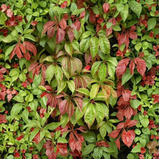 Virginia Creeper – Parthenocissus quinquefolia Seeds | 240 Fast Growing Climbing Vine Seeds | Brilliant Red Fall Foliage | Hardy Wildlife Vine
