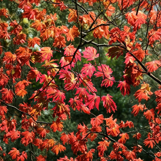Full Moon Maple (Acer japonicum) – 480 Seeds | Hardy Japanese Maple | Brilliant Fall Color | Zones 5–8