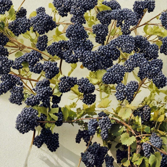 Riverbank Grape – Vitis riparia Vine Seeds | 480 Seeds | Hardy Native Cold-Tolerant Climbing Vine | Edible Fruit | Wildlife Friendly | Easy to Grow