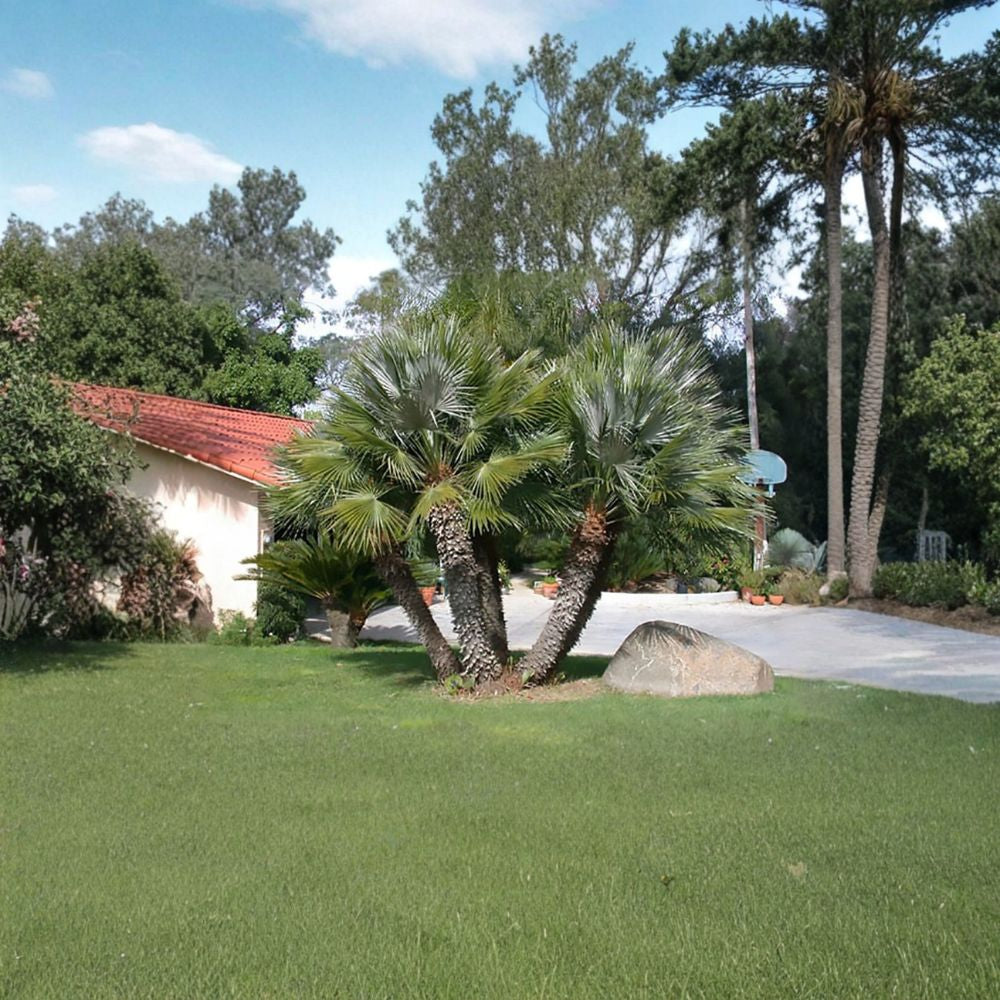European Fan Palm (Chamaerops humilis) – 5 Seeds | Cold Hardy Mediterranean Dwarf Palm | Zones 8–11