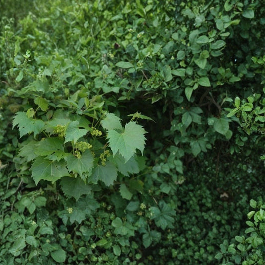 Riverbank Grape – Vitis riparia Vine Seeds | 960 Seeds | Hardy Native Cold-Tolerant Climbing Vine | Edible Fruit | Wildlife Friendly | Easy to Grow