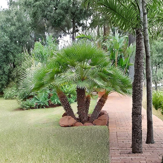 European Fan Palm (Chamaerops humilis) – 15 Seeds | Cold Hardy Mediterranean Dwarf Palm | Zones 8–11