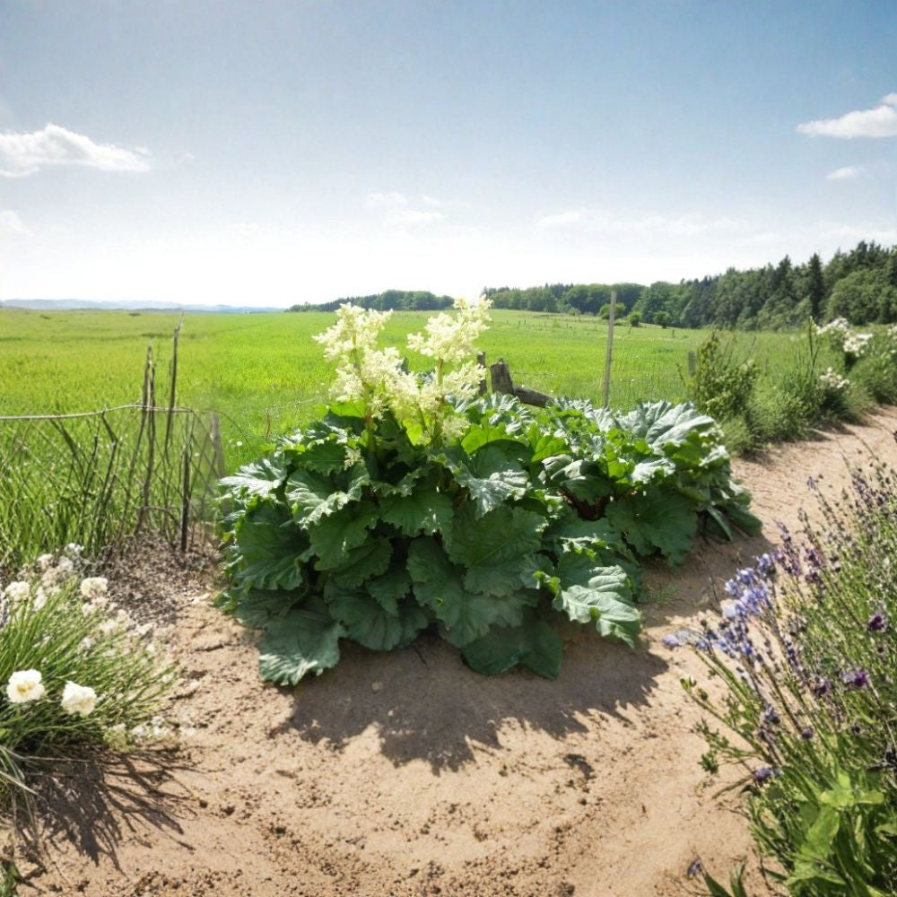 Victoria Rhubarb – Rheum rhabarbarum “Victoria” Seeds | 50 Seeds | Hardy Perennial Vegetable | Fast Growing | Edible Stalks | Cold Tolerant