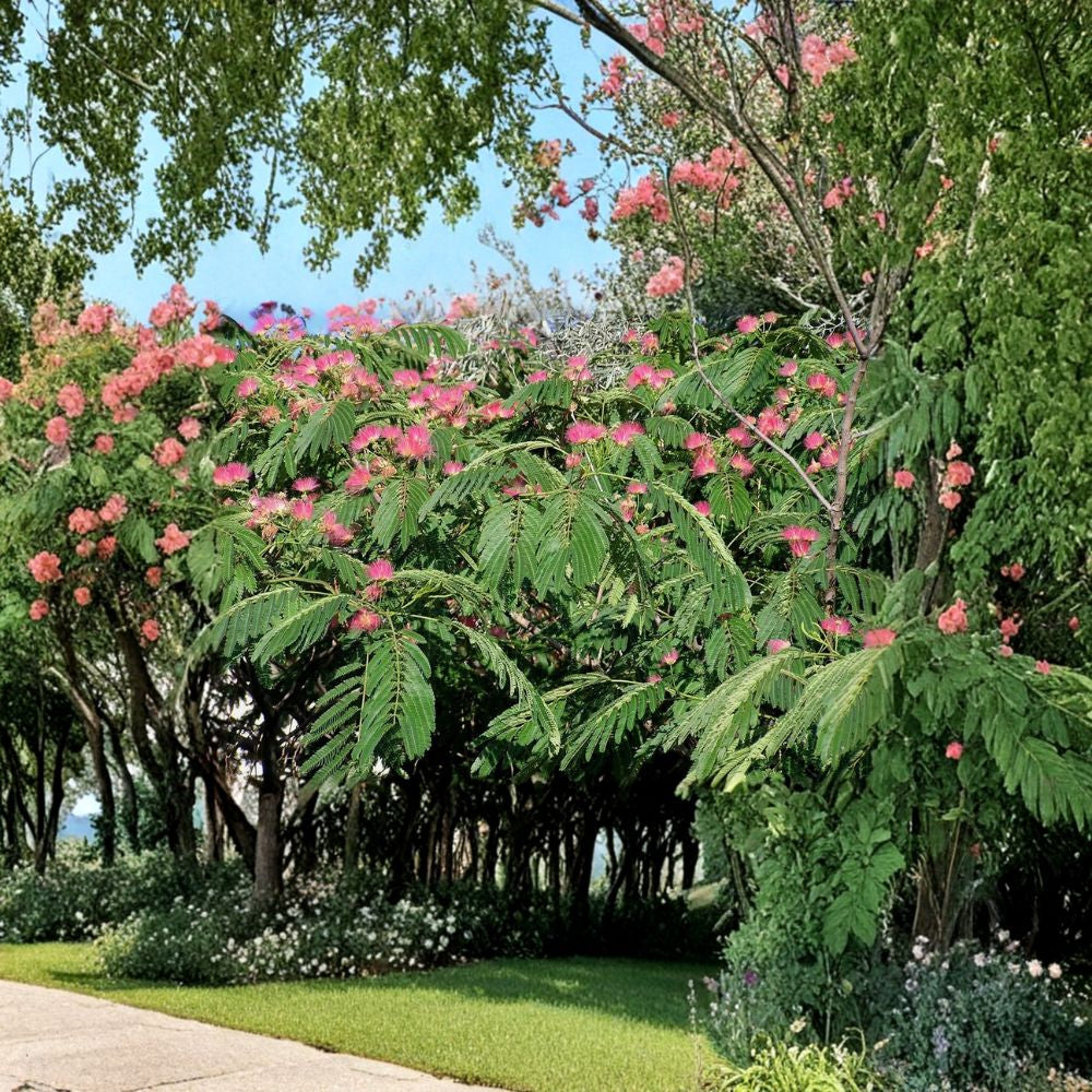 Mimosa Silk Tree – Albizia julibrissin Seeds | 200 Seeds | Fast Growing Pink Flowering Tree | Fragrant Summer Blooms | Bulk Hardy Tree Pack