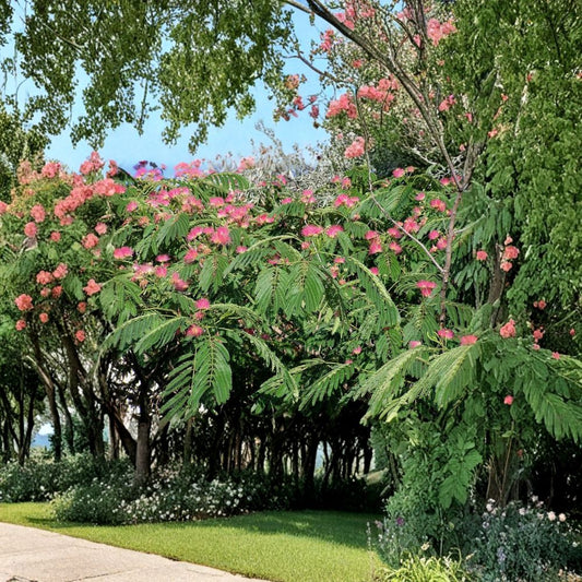 Mimosa Silk Tree – Albizia julibrissin Seeds | 200 Seeds | Fast Growing Pink Flowering Tree | Fragrant Summer Blooms | Bulk Hardy Tree Pack
