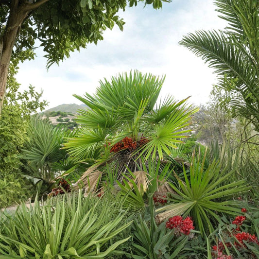 European Fan Palm (Chamaerops humilis) – 30 Seeds | Cold Hardy Mediterranean Dwarf Palm | Zones 8–11