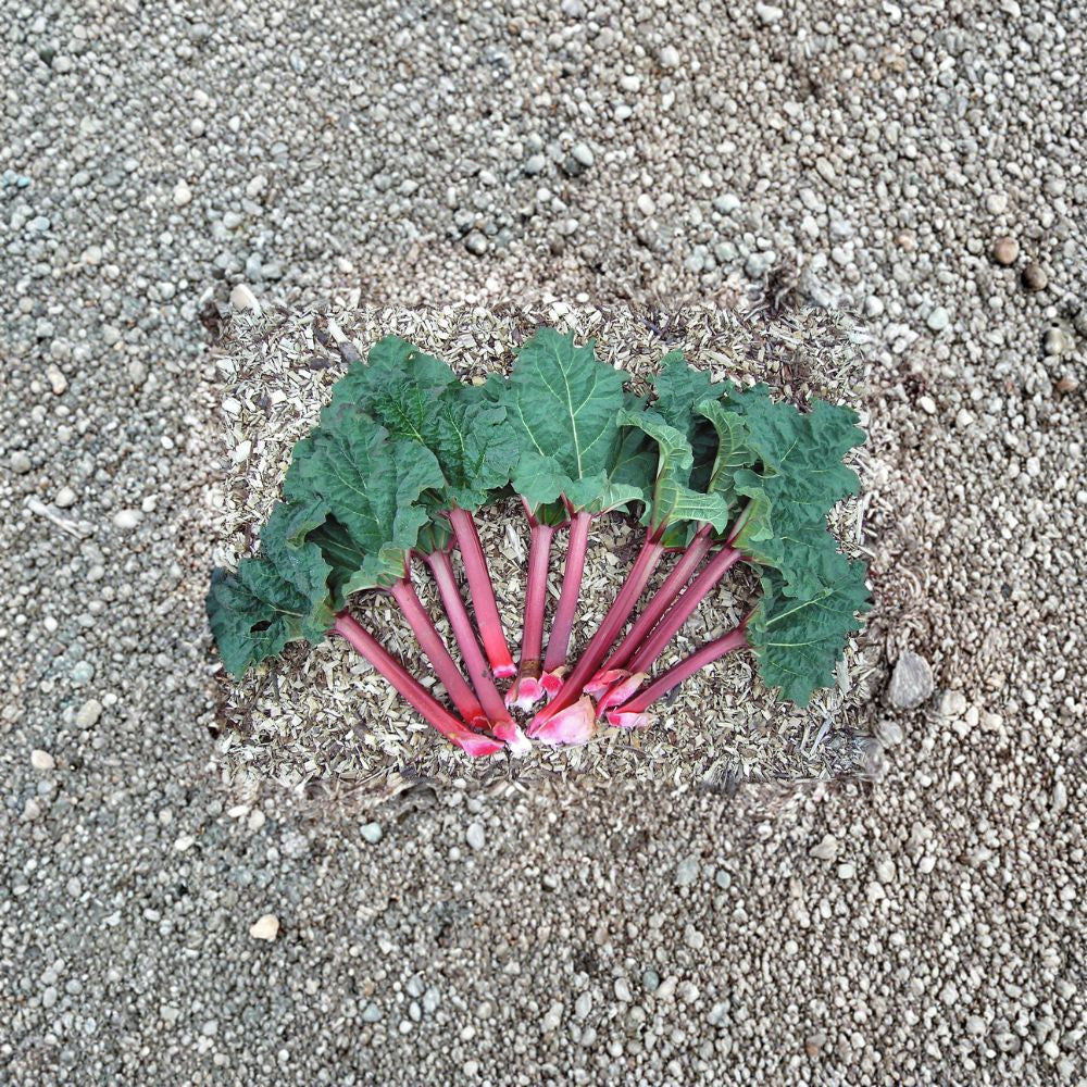 Victoria Rhubarb – Rheum rhabarbarum “Victoria” Seeds | 150 Seeds | Hardy Perennial Vegetable | Fast Growing | Edible Stalks | Cold Tolerant