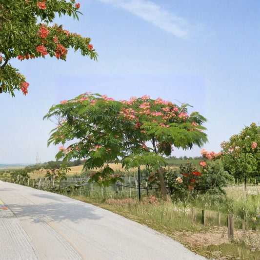 Mimosa Silk Tree – Albizia julibrissin Seeds | 400 Seeds | Fast Growing Pink Flowering Tree | Fragrant Summer Blooms | Large Bulk Pack
