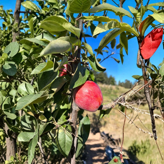 Almata Red Flesh Apple Tree – Malus domestica Live Bare Root | 32 Inches Tall | Pink Flesh Apple | Ornamental Fruit Tree