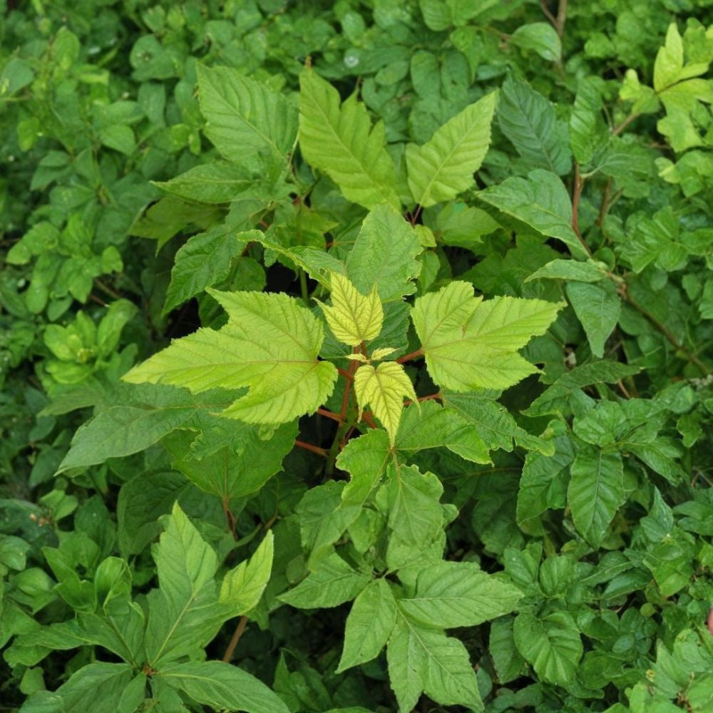 Manchurian Striped Maple Tree Seeds – Acer tegmentosum | 480 Seeds | Snake Bark Maple | Showy White Striped Bark | Hardy Shade Tree Wholesale