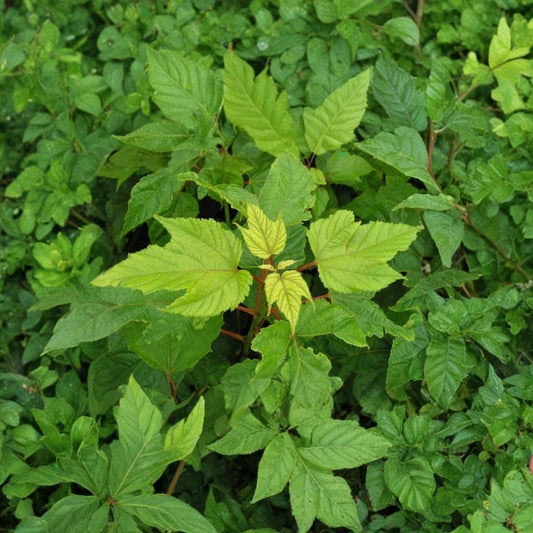 Manchurian Striped Maple Tree Seeds – Acer tegmentosum | 480 Seeds | Snake Bark Maple | Showy White Striped Bark | Hardy Shade Tree Wholesale