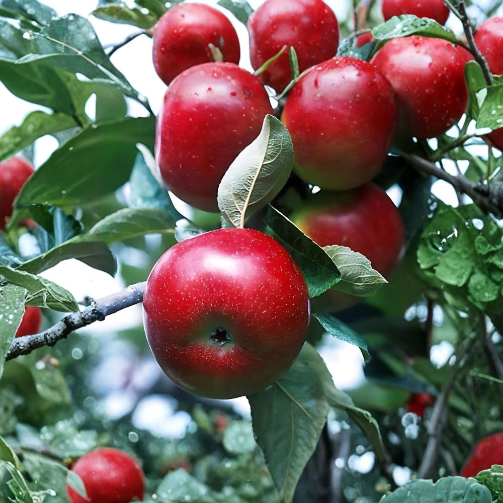 Red Delicious Apple Tree – Malus domestica | Live Fruit Tree 2 ft Tall | Semi-Dwarf Classic Apple | Bare Root Orchard Tree