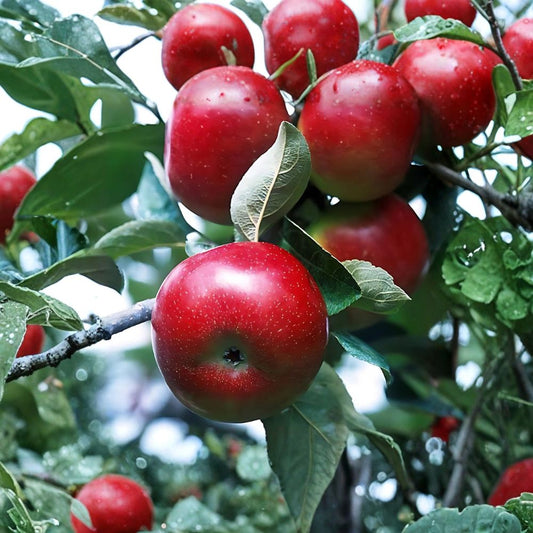 Red Delicious Apple Tree – Malus domestica | Live Fruit Tree 2 ft Tall | Semi-Dwarf Classic Apple | Bare Root Orchard Tree