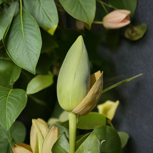 Tulip Tree – Liriodendron tulipifera Seeds | 480 Count | Fast Growing Shade Tree | Yellow Tulip Flowers | Cold Hardy Native Tree