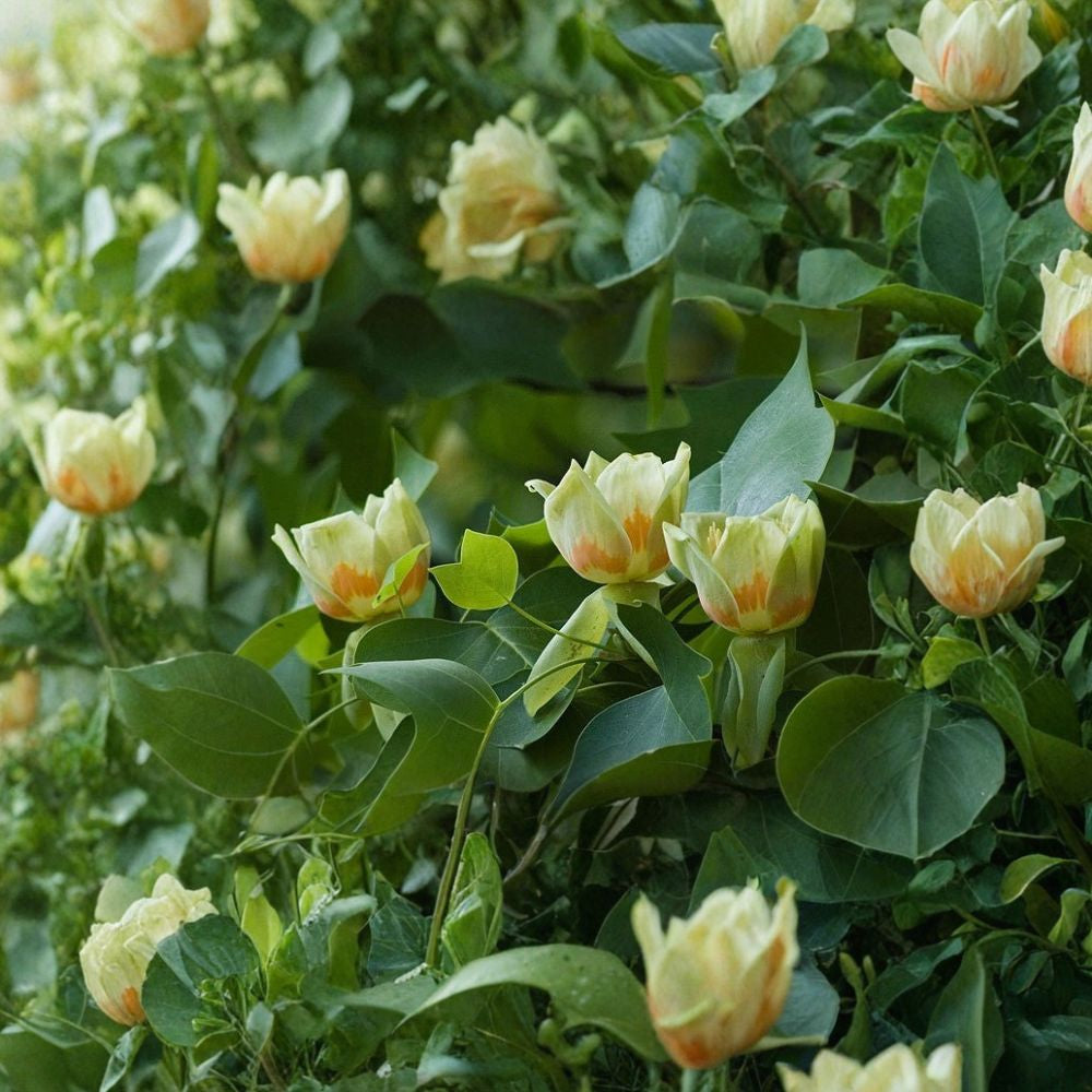 Tulip Tree – Liriodendron tulipifera Seeds | 10 Count | Fast Growing Shade Tree | Yellow Tulip Flowers | Cold Hardy Native Tree