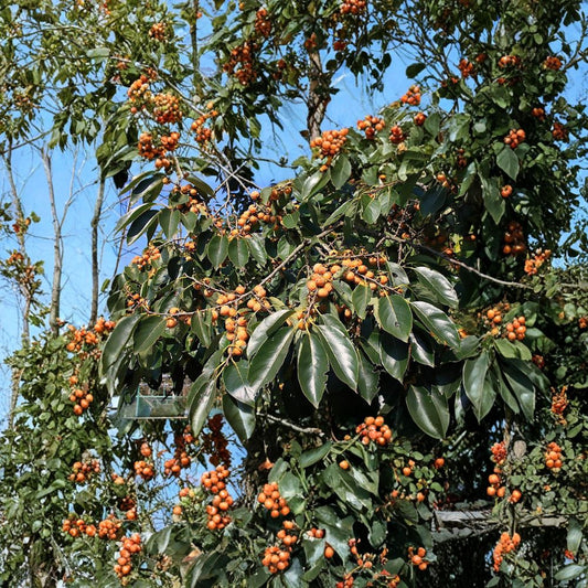 Date Plum Persimmon – Diospyros lotus Seeds | 10 Seeds | Hardy Edible Fruit Tree