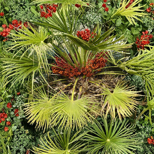 European Fan Palm (Chamaerops humilis) – 60 Seeds | Cold Hardy Mediterranean Dwarf Palm | Zones 8–11