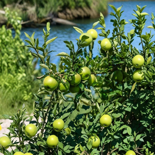 Granny Smith Apple Tree – Malus domestica Live Rooted Plant | Up to 2.5 Feet Tall | Green Apple Fruit Tree | Backyard Orchard Starter