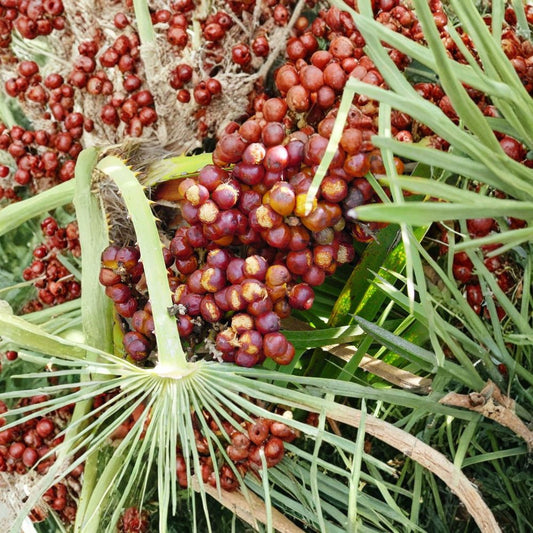 European Fan Palm (Chamaerops humilis) – 120 Seeds | Cold Hardy Mediterranean Dwarf Palm | Zones 8–11