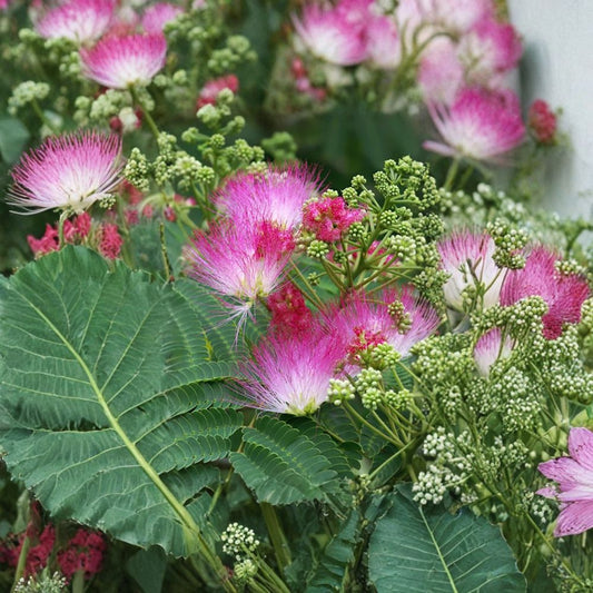 Mimosa Silk Tree – Albizia julibrissin Seeds | 1600 Seeds | Fast Growing Pink Flowering Tree | Fragrant Summer Blooms | Extra Large Bulk Lot